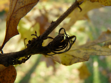 Petits bourgeons pointus dotés de petits fils. Agrandir dans une nouvelle fenêtre (ou onglet)